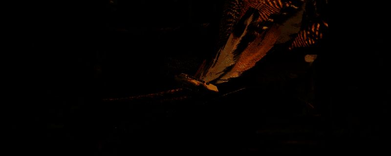 先驱者配饰赌徒帽相关图片