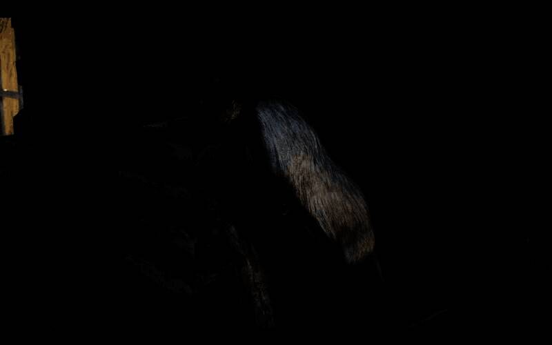 荒野大镖客2恐怖人体改造试验彩蛋中的鳄鱼加臭鼬组合标本