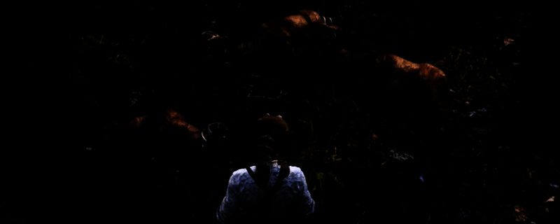 玩家使用毒箭成功击倒一只大型熊类动物，周围环境自然写实