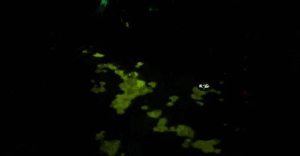 青蛙涌泉边水流清澈，小新正俯身观察水中的倒影