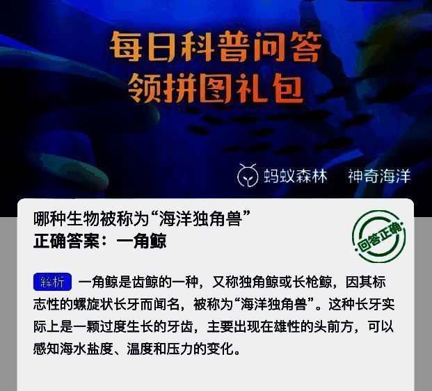 一角鲸头部特写，展示其标志性的螺旋状长牙