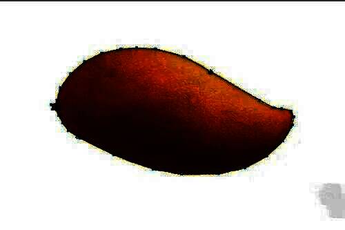 钢笔工具正在沿图片边缘绘制路径，路径线呈高亮显示