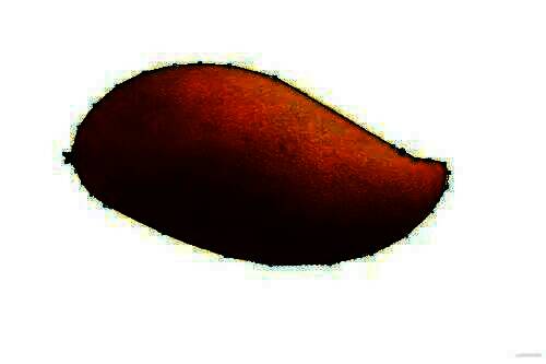 调整后的路径更加贴合图片边缘，呈现精细的轮廓线