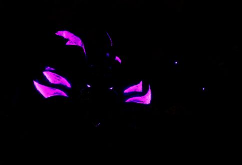 先机技能演示图，鬼魅潜入地底后迅速移动至另一位置，留下残影迷惑敌人