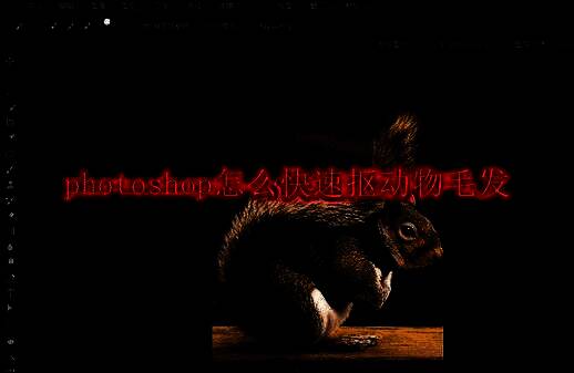 Photoshop抠图操作界面展示一张动物图片，背景为白色，主图区域被选中