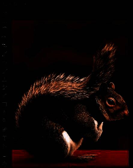 Photoshop选项面板中“净化颜色”复选框已被勾选，预览图显示毛发更加干净清晰