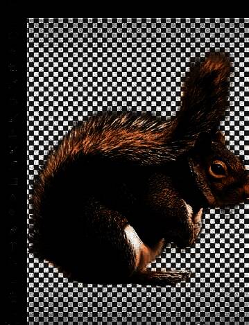 最终抠图完成的动物毛发效果图，毛发边缘清晰自然，背景完全去除