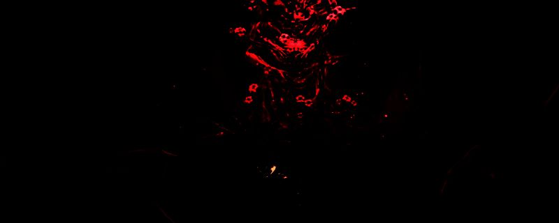 游戏中一具倒卧在石阶旁的尸体，其手指上佩戴着一枚泛着微光的金属戒指，周围环境破败阴森