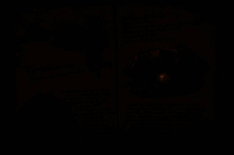 长砗磲生物设定图，展示其巨大贝壳结构与栖息在珊瑚礁间的静态姿态