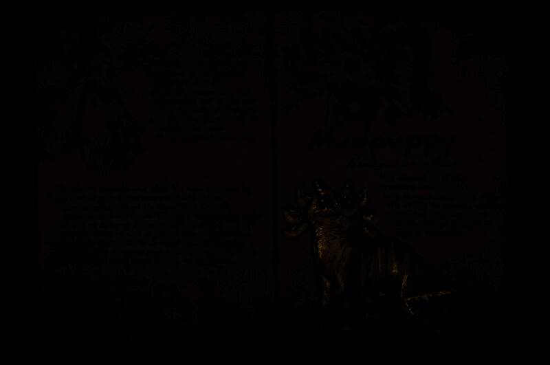 鲵灵犬水中游动场景，展现其类似蝾螈的身体结构与灵活的尾部摆动