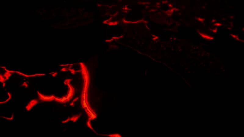 岛屿全景视角，多种建筑风格混搭，绿树成荫，海岸线清晰可见