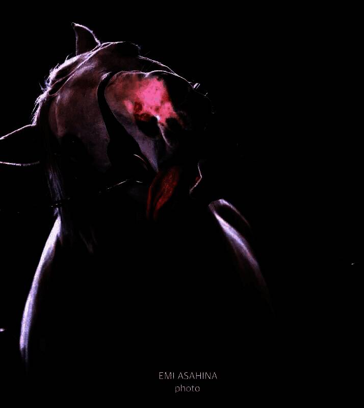 现实牧场中一匹退役赛马安静站立于草场，远处有游客观望，氛围宁静而庄重