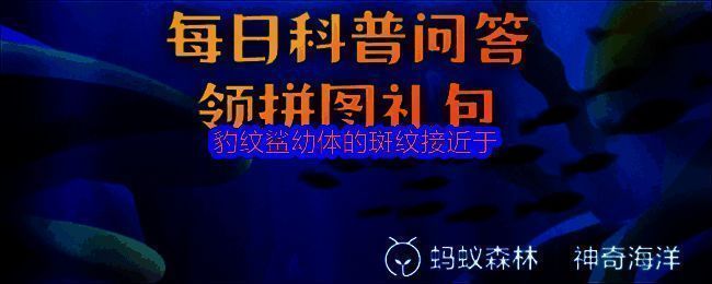 豹纹鲨幼体全身布满黑白相间的横条纹，形似斑马纹路，体色对比鲜明