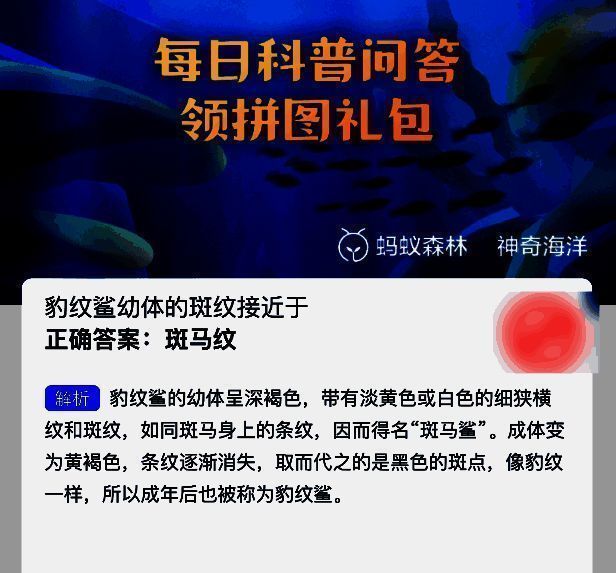 成年豹纹鲨体表布满黑色斑点，底色为浅黄褐色，外观类似豹皮