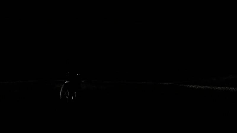 马匹在草原上疾驰，尾巴随风飘扬