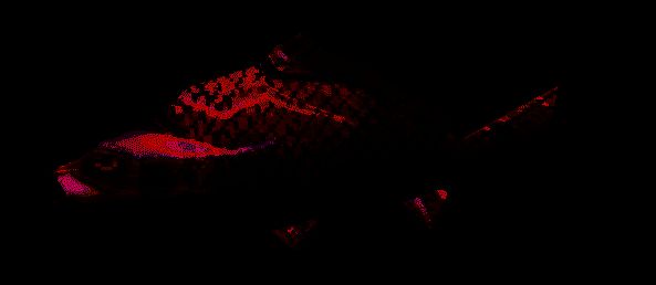 一名玩家角色在湖边成功钓起一条散发着彩虹光芒的巨大鱼类，水面泛起绚丽波纹，突显稀有渔获的视觉冲击力