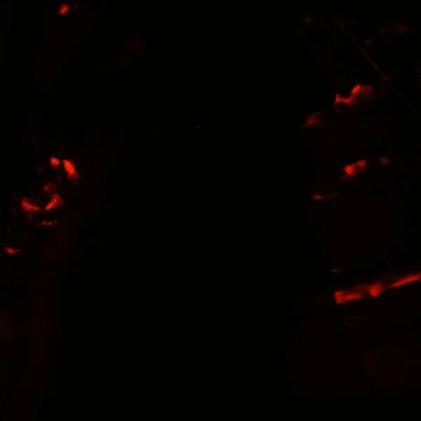 涂抹工具增强毛发流动感