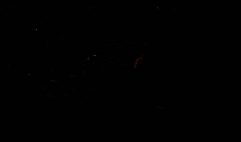 游戏内第一人称视角画面，玩家角色缓缓靠近一只蹲坐的黑白花猫，周围是散落的樱花与破旧美式电话亭