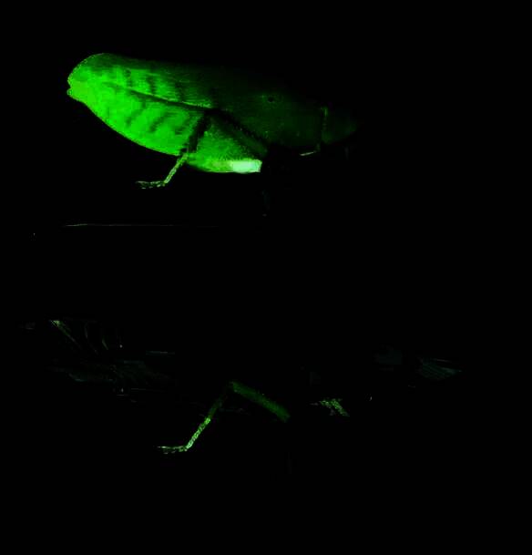 玩家自制搞笑图片，艾奥巡洋舰被P成绿色昆虫形态，配文‘无限生机·真·生物进化’