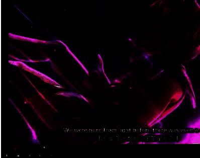 PotPlayer暂停状态下的播放界面，当前时间为12分34秒，画面中人物口型与语音起始相符