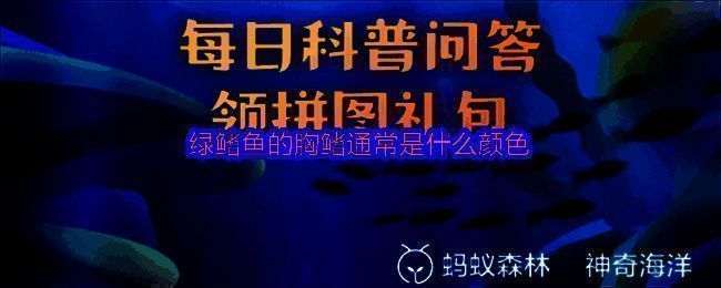 绿鳍鱼在水中展开鲜绿色胸鳍的特写画面，宛如蝴蝶展翅，周围海水清澈
