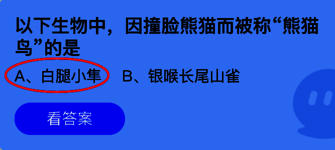 白腿小隼正面特写，圆脸配黑眼圈，神似熊猫的可爱鸟类