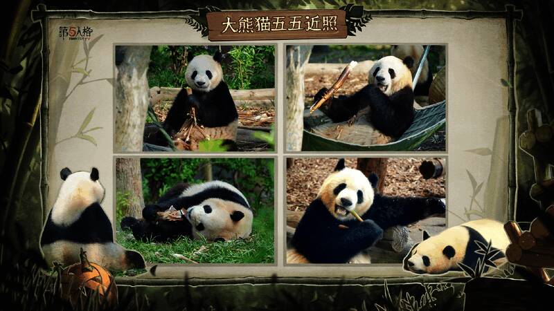 ‘五五’熊猫近照展示，熊猫正在草地上玩耍，背景为竹林环境，画面温馨治愈