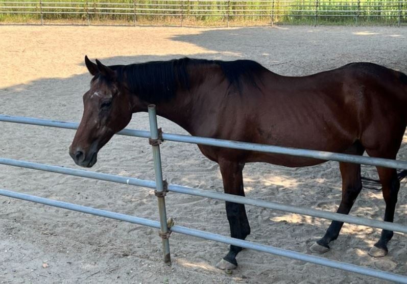 粉丝在社交媒体上留言悼念春乌拉拉，表达不舍与祝福之情