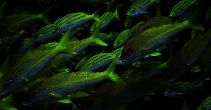 神奇海洋每日一题界面展示，屏幕上显示问题和选项，背景为海洋生态画面