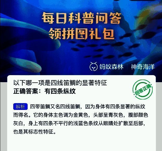 四线笛鲷的特写图片，清晰展示其体侧的四条蓝色纵纹