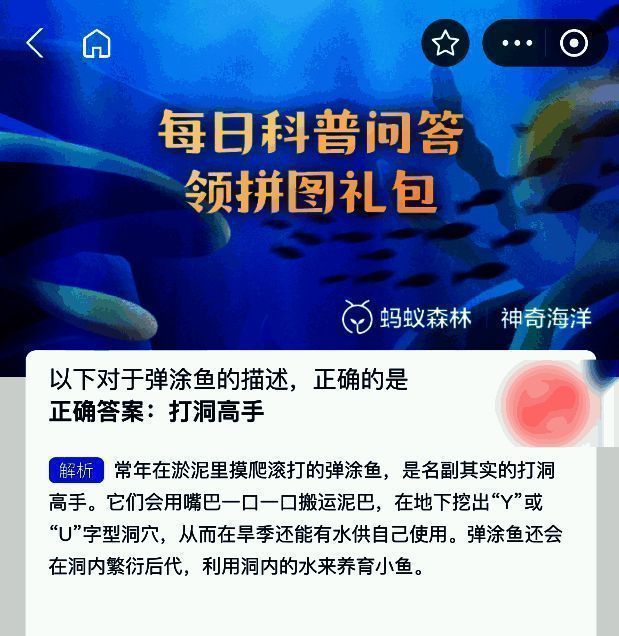 弹涂鱼在泥滩中挖掘洞穴的示意图，展示其正在用嘴搬运泥巴，周围为潮间带地貌
