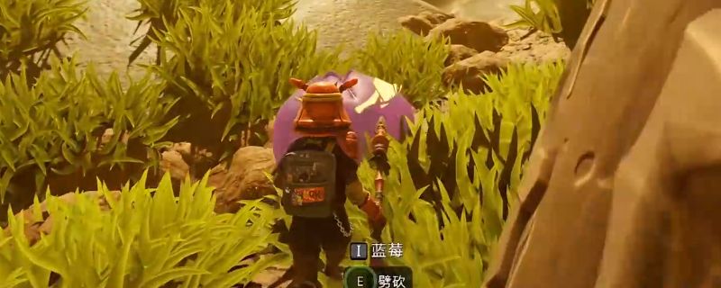 《禁闭求生2》游戏中蓝莓特写画面，果实呈深蓝色，生长在低矮灌木上，周围环境为草地与昆虫生态