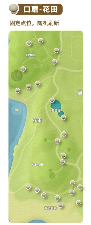 粉色与黄色花朵环绕中的白色口蘑，位于花田中央小路上