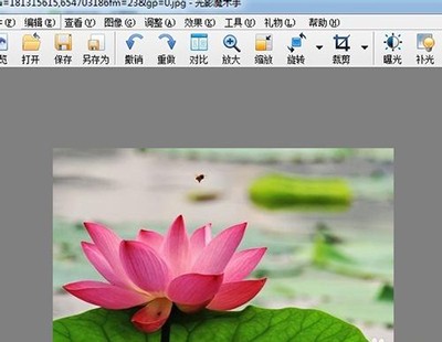 一张高分辨率荷花特写照片，花瓣纹理清晰，背景虚化柔和，色彩饱和度高