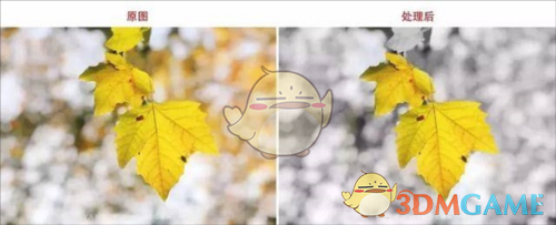 一张自然风光照片，前景为金黄色树叶特写，背景为模糊的灰白色林间小径，形成鲜明的彩色主体与黑白背景对比效果