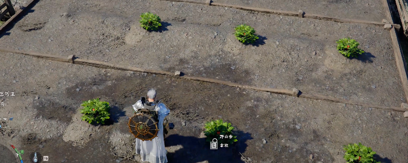 《红色沙漠》游戏内田地特写：八株生长旺盛的野山参母体整齐排列，根部泛着微红光泽，果实饱满呈深红色，背景可见简陋木栅与滴灌装置