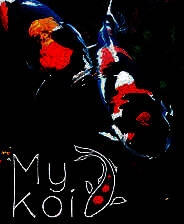 《我的锦鲤》免安装中文版