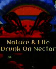 《自然与生命：沉醉于花蜜》 v1.0.4.3升级档+未加密补丁[TENOKE]